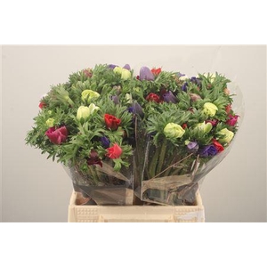 Anemone Galil Mixed In Bunch