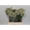 Anigozanthos Cape Gray Moss