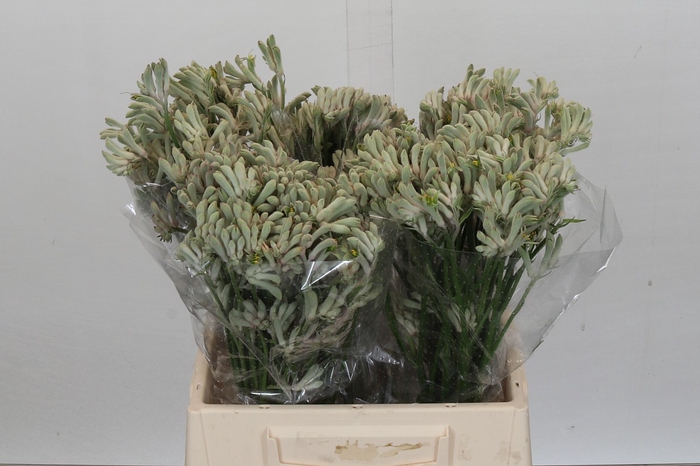 <h4>Anigozanthos Cape Gray Moss</h4>