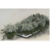 arr8 Leucoph Brownii + Muehlenbeckia