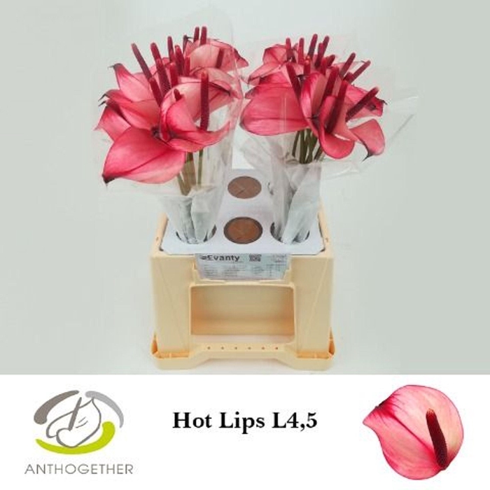 <h4>Anthurium  'Pr Amalia Hot Lips'</h4>