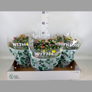Chrysanthemum  'Elixer'