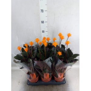 Calathea crocata