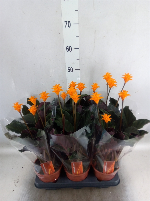 <h4>Calathea crocata</h4>