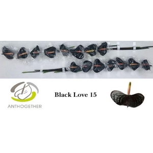 Anthurium andr. 'Black Love'