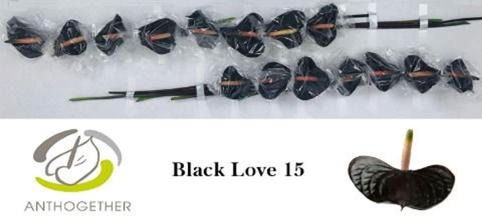 <h4>Anthurium andr. 'Black Love'</h4>
