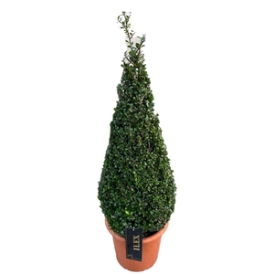 Ilex