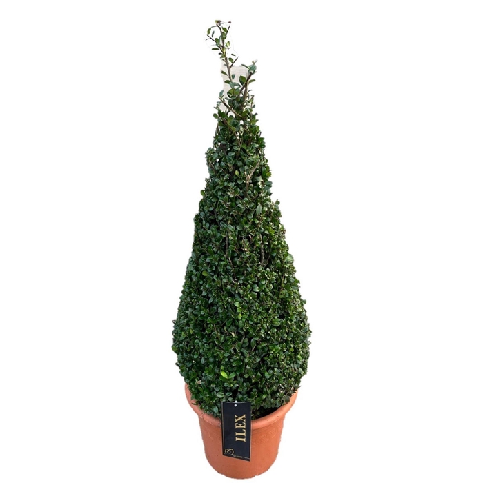 <h4>Ilex</h4>