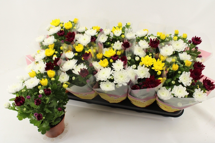 <h4>CHRYS GEM IN POT</h4>