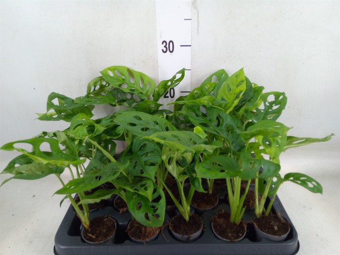 <h4>Monstera obliqua 'Monkey Mask'</h4>