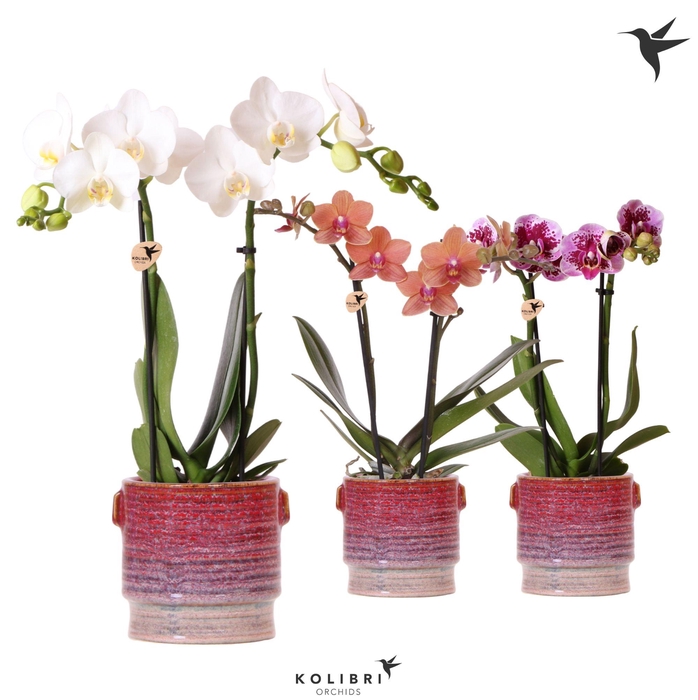 <h4>Kolibri Orchids Phalaenopsis mix 2 spike in Aura pot</h4>