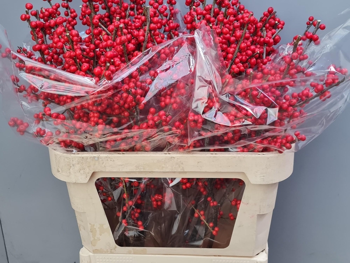 <h4>ILEX VE RODE BES</h4>