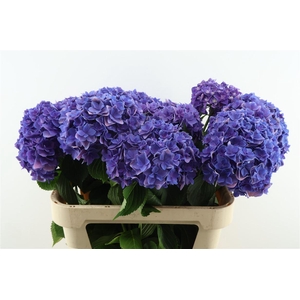 Hydr M Royal Kiss Purple 80-20