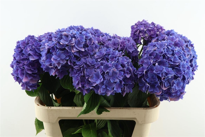 <h4>Hydr M Royal Kiss Purple 80-20</h4>