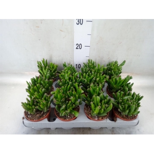 Crassula ovata 'Gollum'