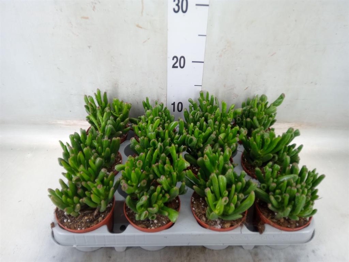 <h4>Crassula ovata 'Gollum'</h4>