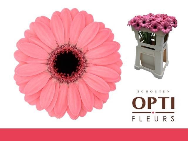 <h4>GE MI JOLIE</h4>