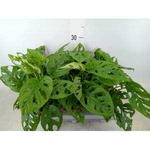 Monstera adansonii 'Aurea'