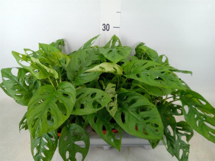 <h4>Monstera adansonii 'Aurea'</h4>