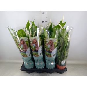 Spathiphyllum  'Sweet Chico'