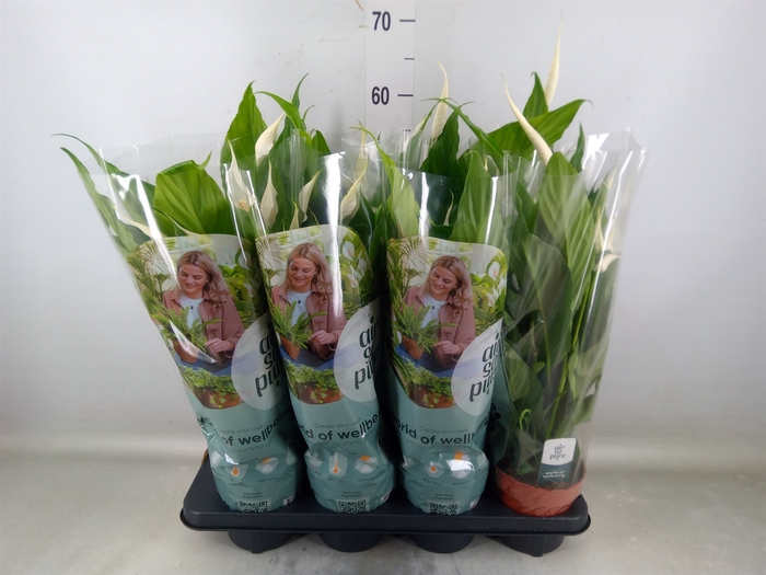 <h4>Spathiphyllum  'Sweet Chico'</h4>