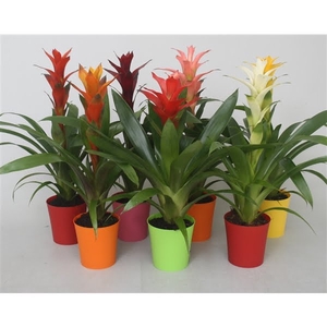 Guzmania gemengd in 5kl. kunststof pot