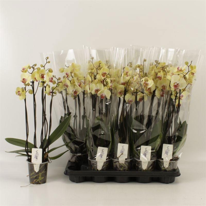 <h4>PHAL DESERT BREEZE</h4>