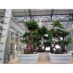 Ficus microcarpa 'Ginseng'