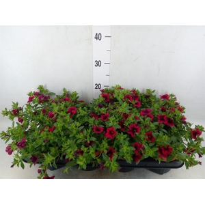 Calibrachoa  'Minifam Purple'