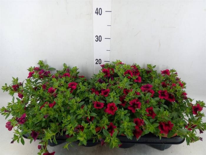 <h4>Calibrachoa  'Minifam Purple'</h4>