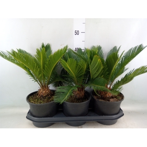 Cycas revoluta