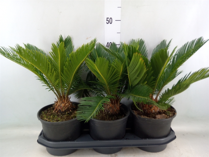 <h4>Cycas revoluta</h4>