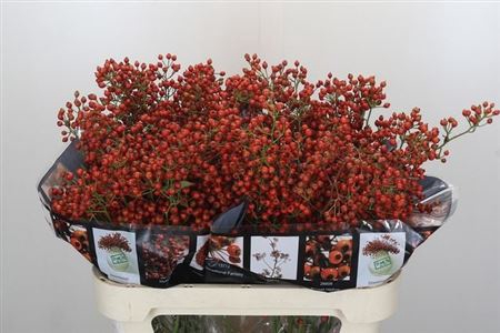 <h4>Rosa Aut Rosefruits Rd 80cm</h4>