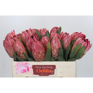 Protea Silvia