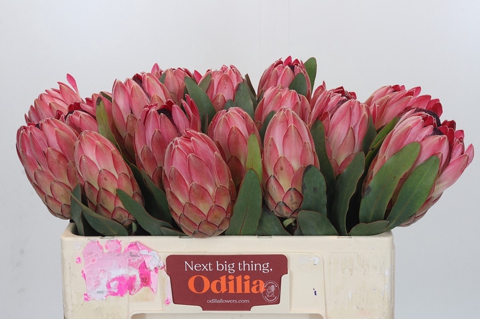 <h4>Protea Silvia</h4>