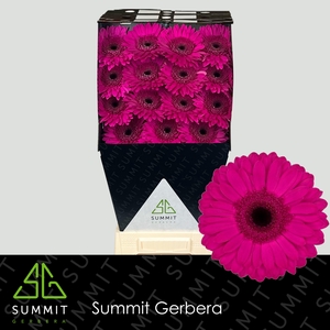 Gerbera Bon Dia Diamond