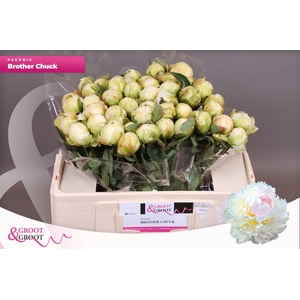 Paeonia Bridal Shower