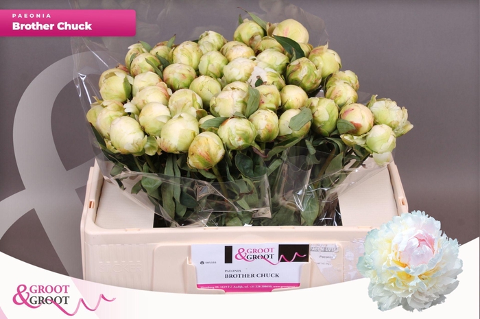 <h4>Paeonia Bridal Shower</h4>
