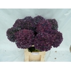 Hydrangea pimpernel classic aubergine