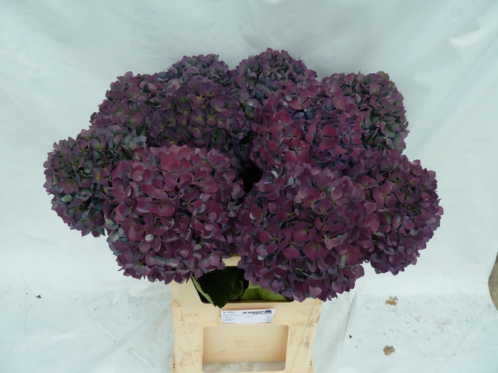 <h4>Hydrangea pimpernel classic aubergine</h4>