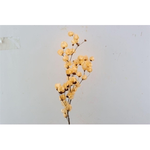 Dried Bougainvillea X5 55cm Salmon Bunch