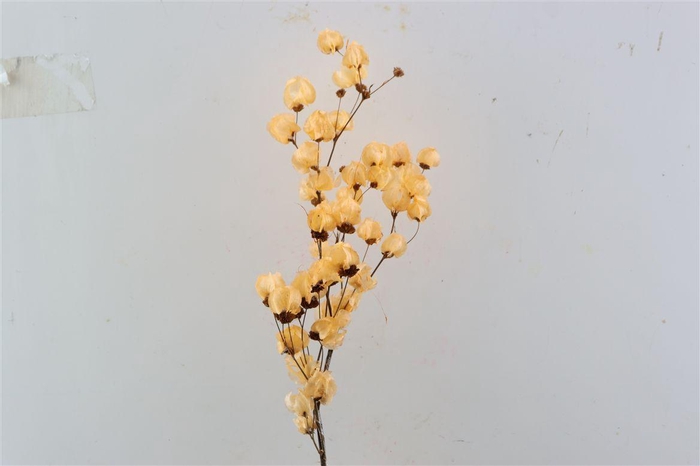 <h4>Dried Bougainvillea X5 55cm Salmon Bunch</h4>