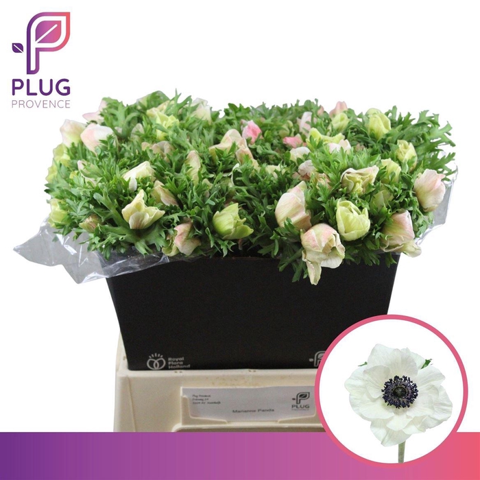 <h4>Anem Marianne Wit</h4>