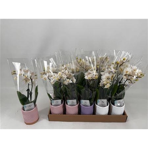 Phal Mini Keramiek 1 Branche 12+