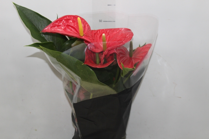 <h4>ANTHURIUM MICHIGAN P17 PREMIUM</h4>