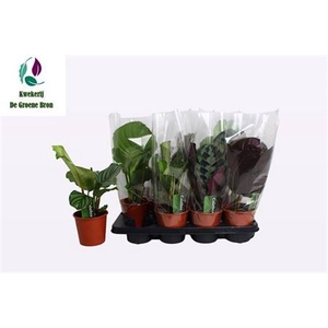 Calathea gemengd 3 soorten