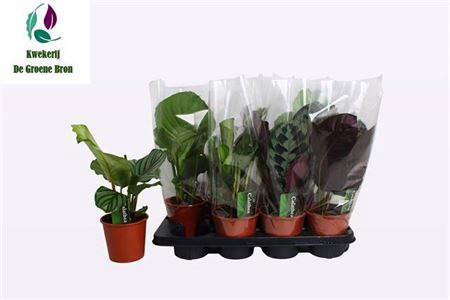 <h4>Calathea gemengd 3 soorten</h4>