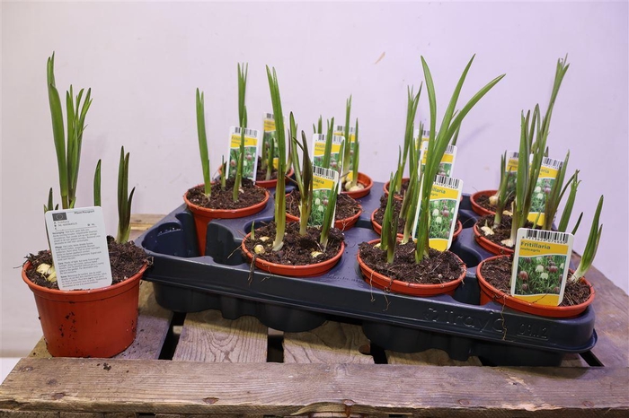 <h4>Frit Meleagris</h4>