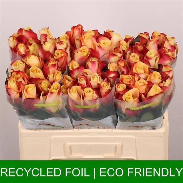 <h4>R GR PEBBLES</h4>