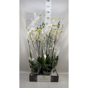 Phalaenopsis   ...white